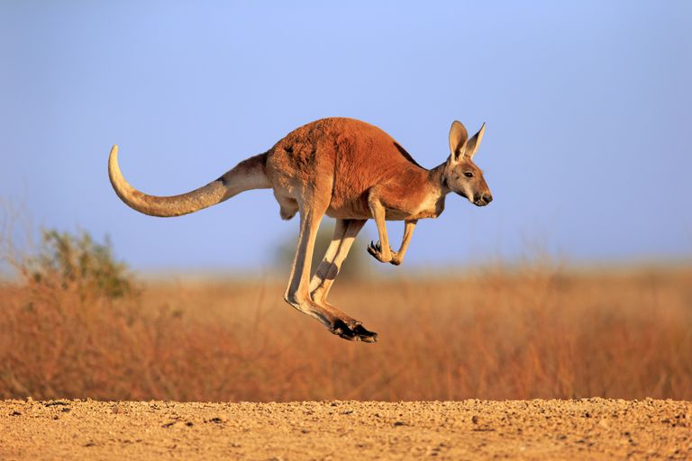 Kangaroo moving across open Australian country